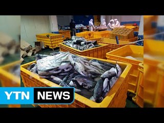 무게 늘린 복어 껍질 판 업자 적발 / YTN (Yes! Top News)