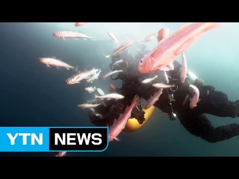재작년 방류한 인공수정 명태 동해서 잡혀 / YTN (Yes! Top News)