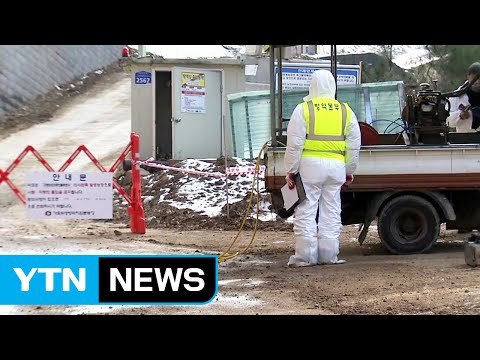 주춤하던 AI 또 발생...설 앞두고 방역 '비상' / YTN (Yes! Top News)