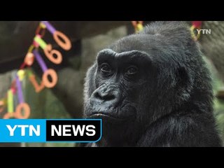최고령 고릴라 '콜로' 세상과 작별 / YTN (Yes! Top News)