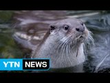 멸종위기종 수달 가족,  한강에서 첫 발견 / YTN (Yes! Top News)