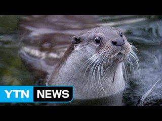멸종위기종 수달 가족,  한강에서 첫 발견 / YTN (Yes! Top News)