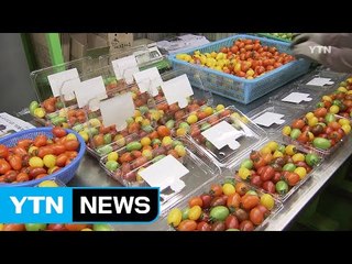 햇빛 부족하면 인공 빛으로 농사 / YTN (Yes! Top News)