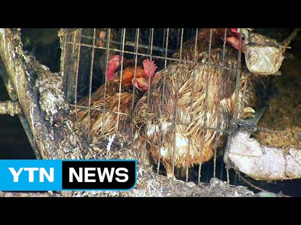 남은 음식물 닭·오리 주면 AI 발병 위험...지자체 실태조사 / YTN (Yes!...