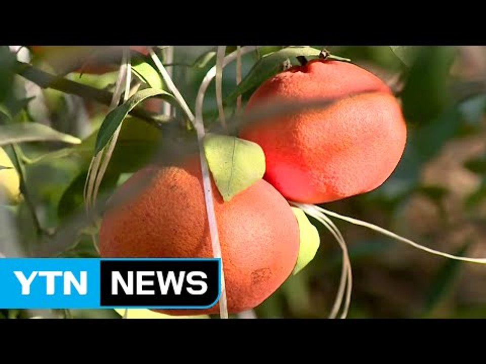 제주도 과일 '레드향', 중부내륙지역에서도 본격 출하 / YTN (Yes! Top N...