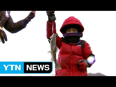 화천 산천어 축제 개막... 얼음 낚시 짜릿한 손맛 느껴요 / YTN (Yes! Top News)