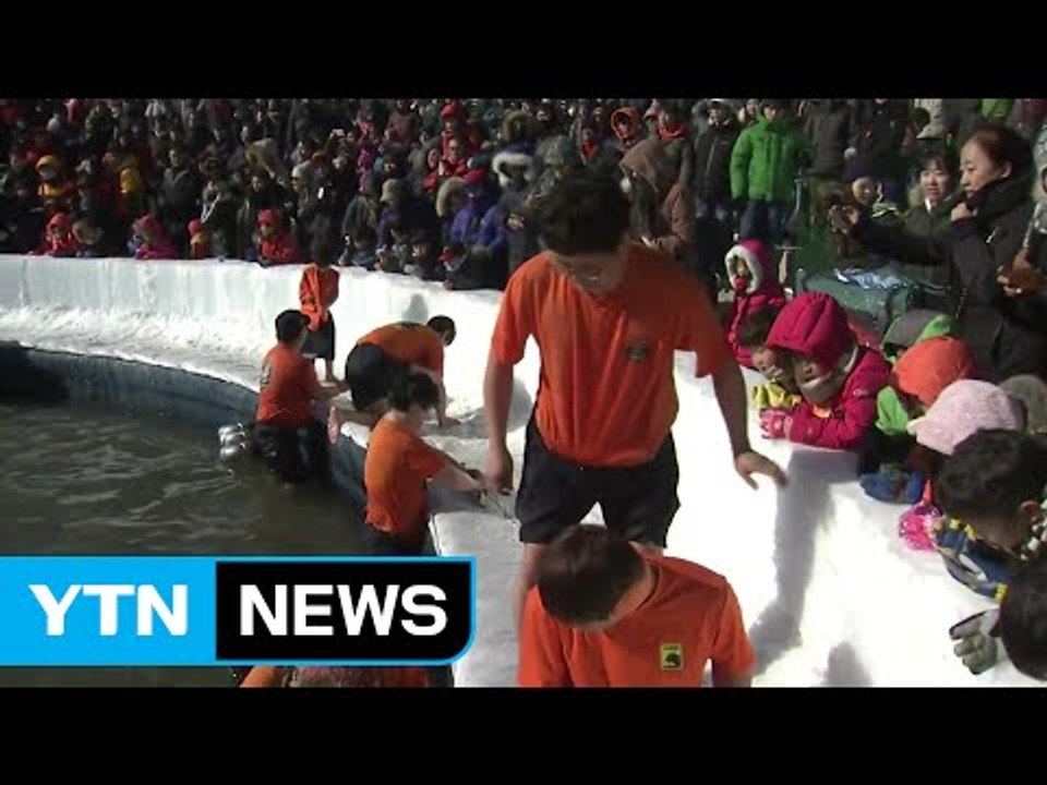 화천 산천어 축제 개막..."짜릿한 손맛 느껴요" / YTN (Yes! Top News)