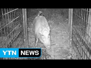 "멧돼지는 산으로"...묘수 찾기 골몰 / YTN (Yes! Top News)