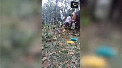 Il se fait mettre KO par un éléphant.