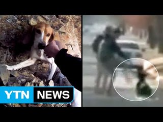 '나도 애완견인데'...너무나 다른 대접 / YTN (Yes! Top News)