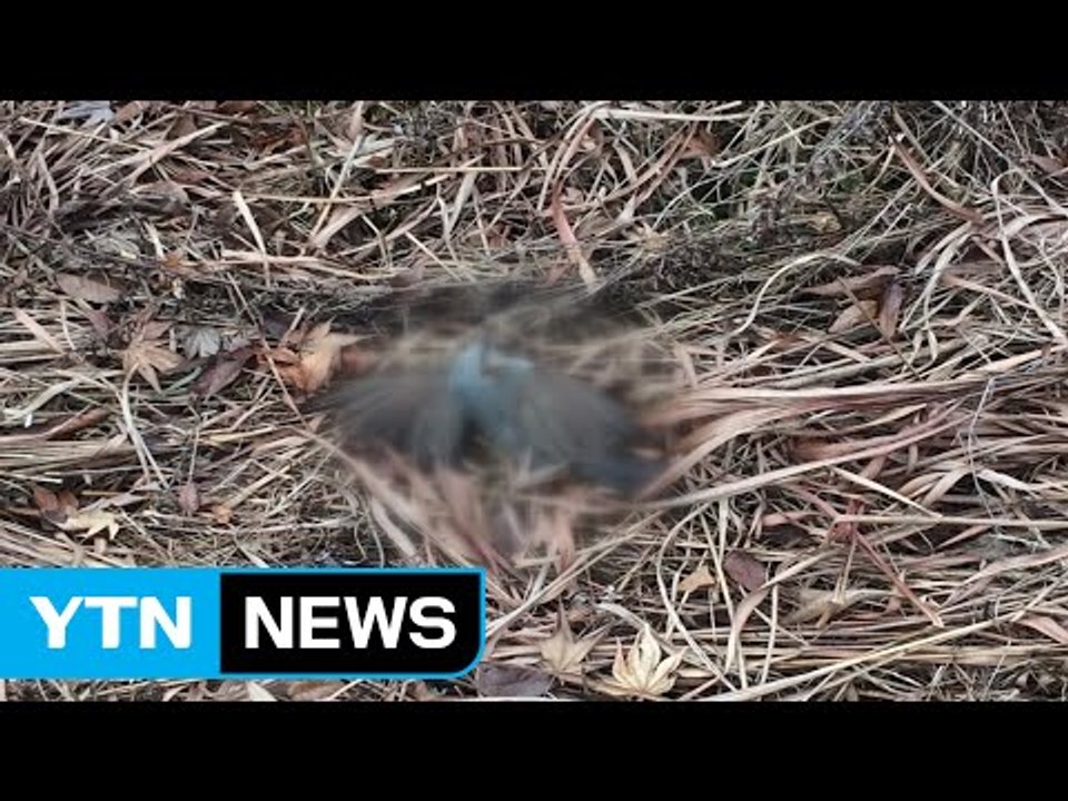 아산에서 야생 조류 50여 마리 폐사...AI 검사 중 / YTN (Yes! Top News)
