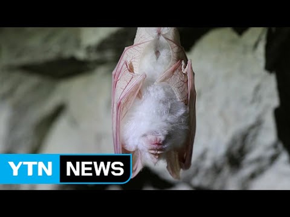 [영상] 오대산서 흰 박쥐 발견...정유년 길조? / YTN (Yes! Top News)