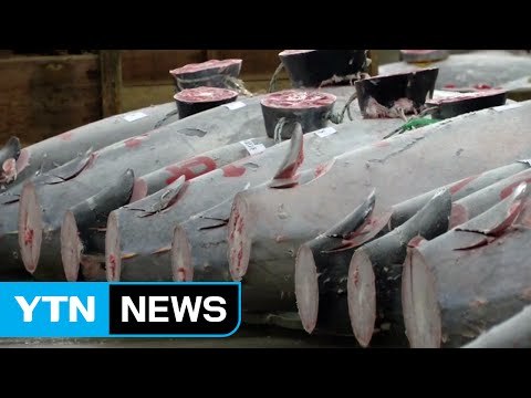 日 새해 첫 참치 경매...최고낙찰가 7억6천만 원 / YTN (Yes! Top News)