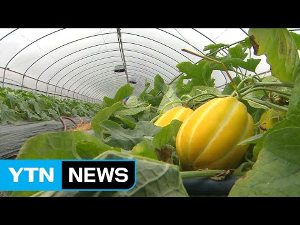 "사드 걱정 없어요" 한겨울에 생산된 성주 참외 첫 출하 / YTN (Yes! Top...