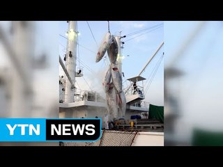 [기업] 동원산업, 국내 처음 고위도 북대서양 참다랑어 어획 / YTN (Yes! Top News)