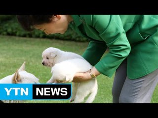 청와대 희망이와 새롬이도 '최순실 작품' / YTN (Yes! Top News)