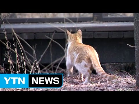 보건당국, AI 고양이 접촉자 12명 모니터링 / YTN (Yes! Top News)