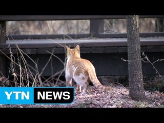 폐사 고양이, 고병원성 AI 감염 확인..."사람 감염 가능성 적어" / YTN (Yes! Top News)