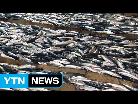 새해 풍어 기원 ...부산공동어시장 첫 경매 / YTN (Yes! Top News)