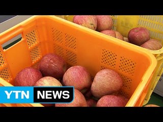 [경북] 사과 가격 안정 위해 60억 원어치 사들여 / YTN (Yes! Top News)