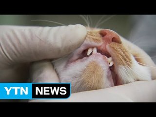 [YTN 실시간뉴스] 고양이 사체서 AI 바이러스...고병원성 분석 / YTN (Yes! Top News)
