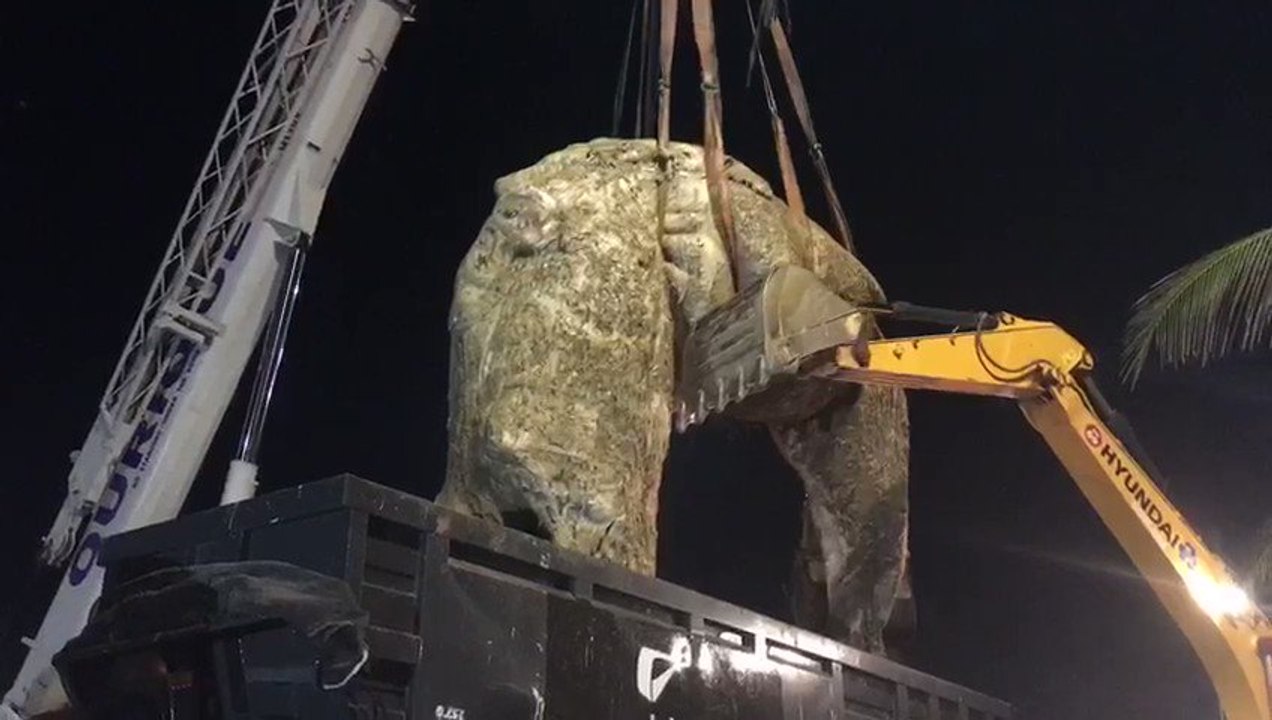 Dead Whale Removed From Rio de Janeiro's Ipanema Beach