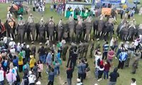 Sosialisasi Konservasi Gajah Melalui Festical Way Kambas
