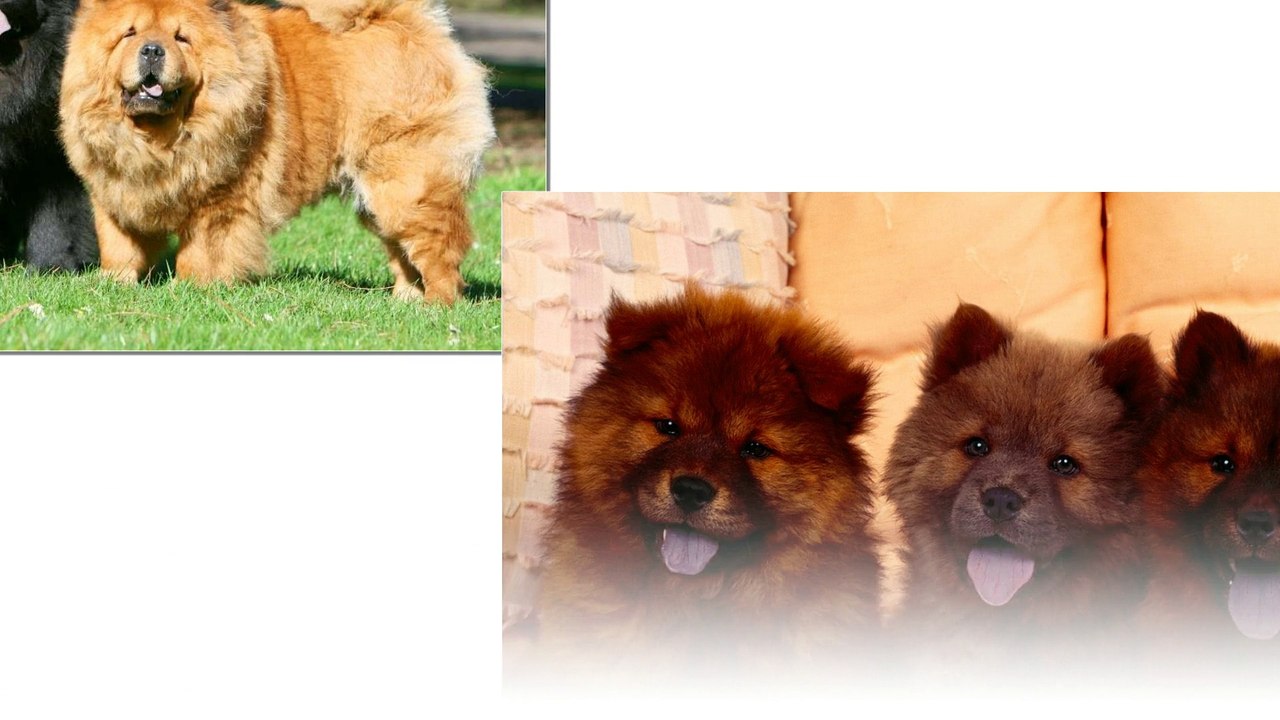 Chow Chow dogs - Cute dogs come from China. They look very lovely. I'm sure you will be to like them very much.