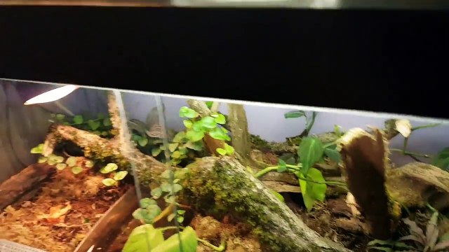 Филин Ёль ничего не делает. Кот Мурлок ничего не делает. Жуколица в квакварии.