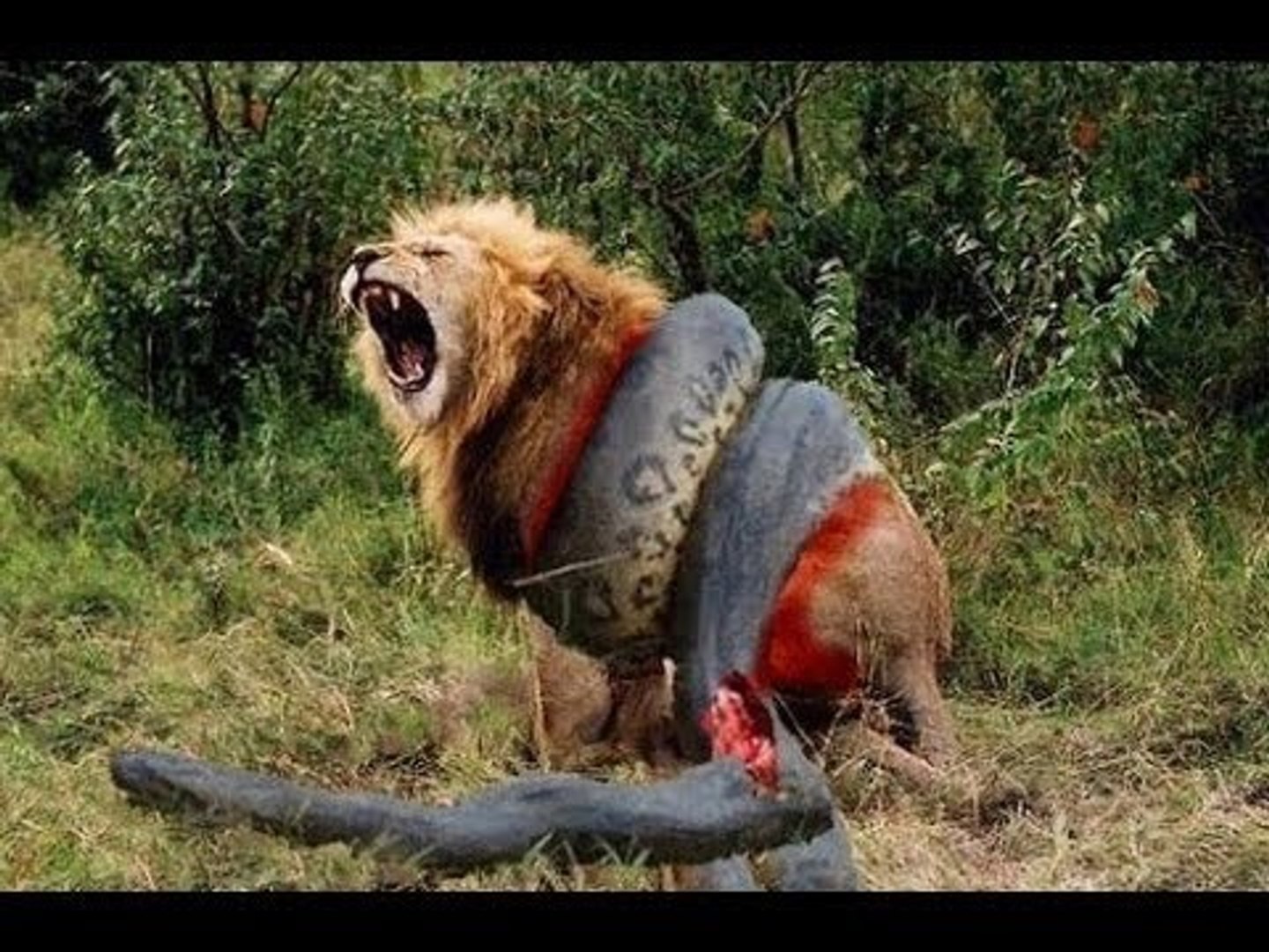 فيلم وثائقي عن الحيوانات المفترسة وثائقي كامل باللغة العربية تعليق رائع -  فيديو Dailymotion