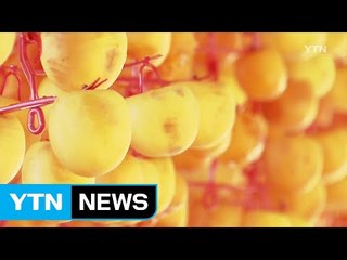 주렁주렁 황금빛 물결...익어가는 곶감 / YTN (Yes! Top News)