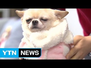 "우리 강아지는 패셔니스타" 불황없는 애견 시장 / YTN (Yes! Top News)