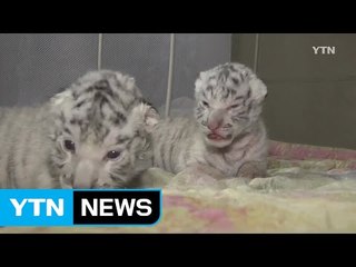 [영상] 크림반도의 아기 호랑이 '삼총사' / YTN (Yes! Top News)