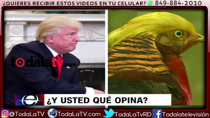 Viral: curioso parecido de Trump con la oreja infectada de un perro Beagle-CNN-Video