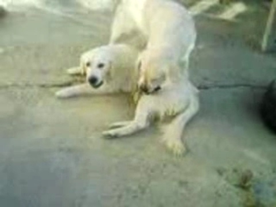 CHIENS (2)