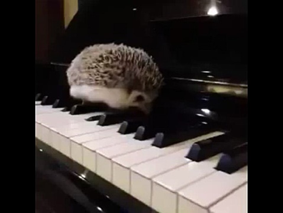 Sonic, le vrai hérisson