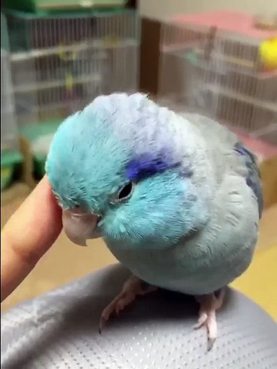 Un oiseau trop cute