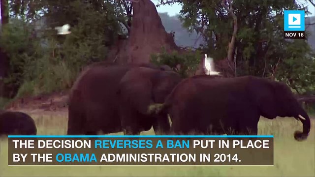 Trump lifts ban on importing heads of hunted elephants