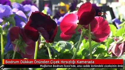Bodrum Dükkan Önünden Çiçek Hırsızlığı Kamerada