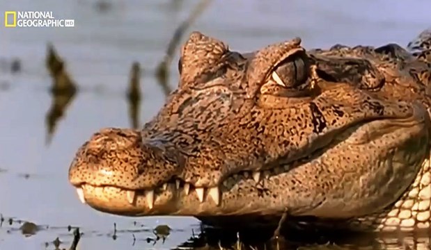 حيوانات العالم الأشد فتكاً تعليق بالعربية - Nat Geo Wild Arabic