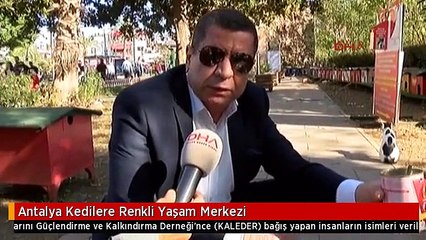 Antalya Kedilere Renkli Yaşam Merkezi