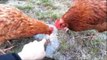 Chickens Confused by Piece of Ice Blocking Their Food