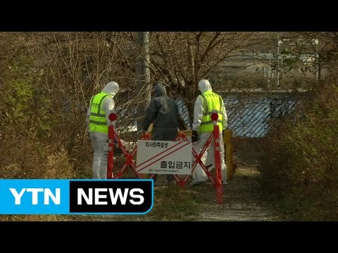 충남 아산 산란계 농장도 AI 확진...'H5형' 검출 / YTN (Yes! Top News)