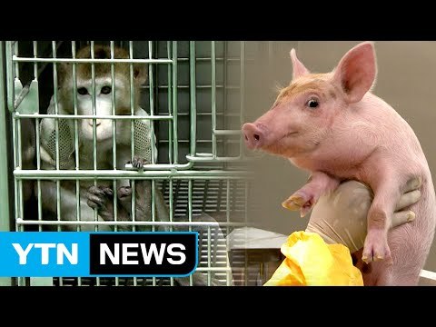 돼지 심장 이식받은 원숭이, 50일 이상 생존 / YTN (Yes! Top News)