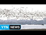 지자체 AI 경보...철새 관리 비상 / YTN (Yes! Top News)