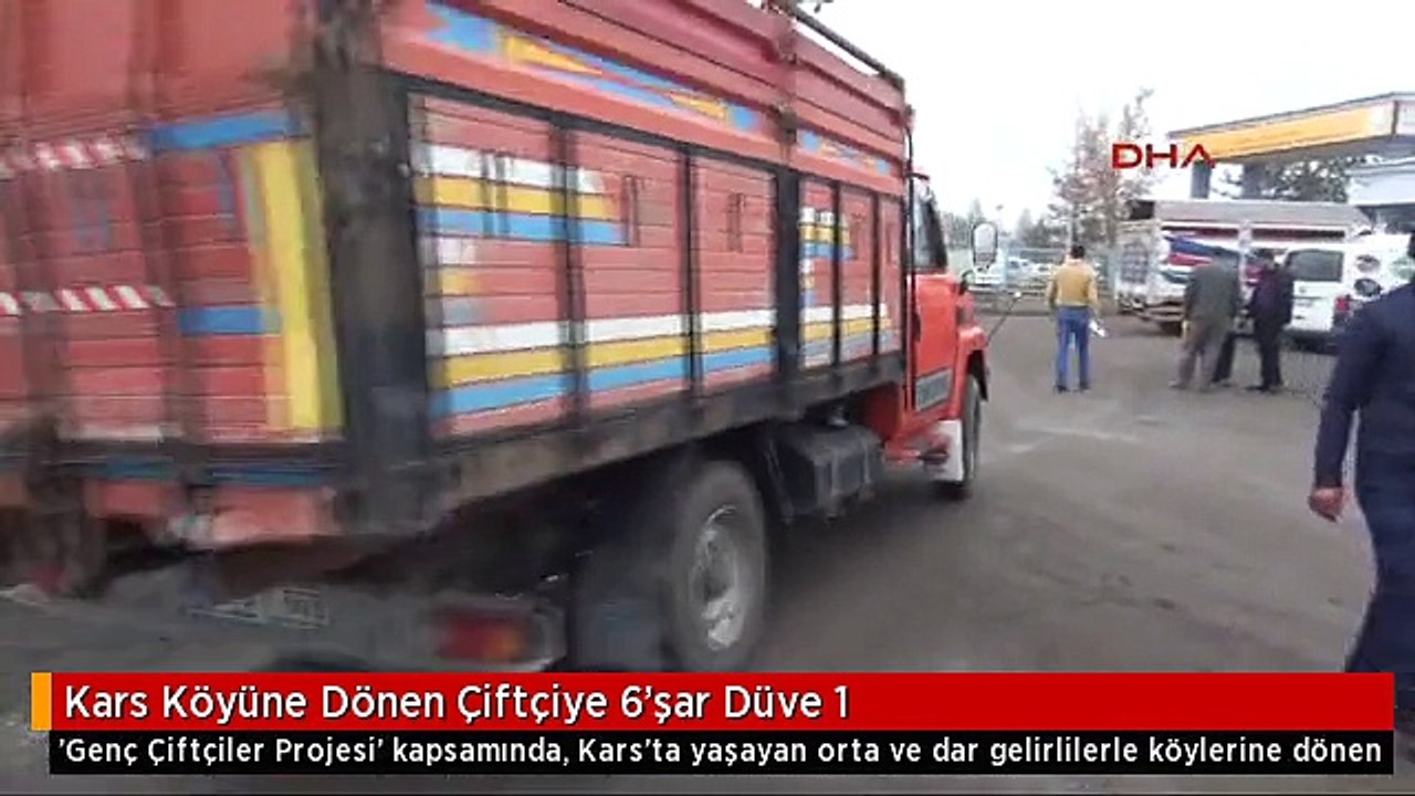 Kars Köyüne Dönen Çiftçiye 6'şar Düve 1