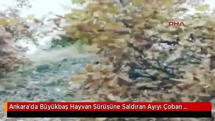 Скачать видео: Ankara'da Büyükbaş Hayvan Sürüsüne Saldıran Ayıyı Çoban Köpekleri Kovaladı