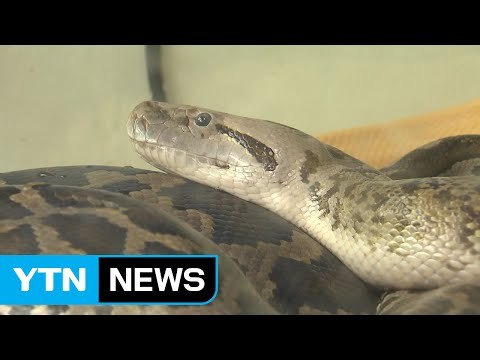 멸종위기 동물 밀수해 어린이 체험 학습...질병 감염 우려도 / YTN (Yes! Top News)