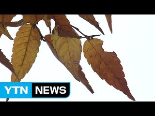 [날씨] 구름 많고 선선...동해안 비 종일 이어져 / YTN (Yes! Top News)