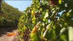 Portugal : le vignoble de la vallée du Douro, classé au patrimoine de l'Unesco